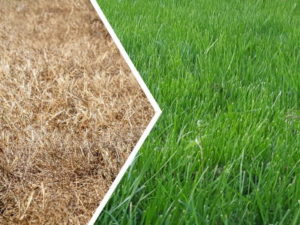 Verbrannten Rasen reparieren » Sofortmaßnahmen für grünen Rasen