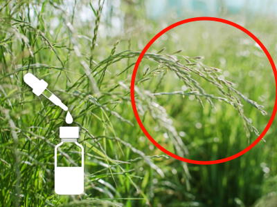 Herbizid gegen Quecke im Rasen