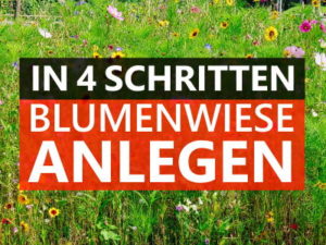 Blumenwiese anlegen: In 4 einfachen Schritten - Rasen1.com