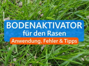 Frisch gesäten Rasen düngen » Nur so wirkt Dünger (nach Aussaat)