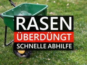 Rasen wurde überdüngt » Die 5 besten Maßnahmen bei Überdüngung